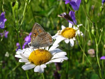 Beautiful butterfly on a chamomile flower closeup                             