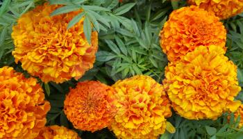 Beautiful Marigolds (Tagetes) flowers closeup