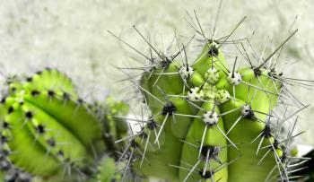 Cactus with big sharp needles close up