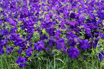 Flowers of bright petunia nature background