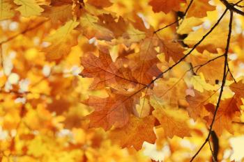 Beautiful autumn branch ,soft focus, nature background 