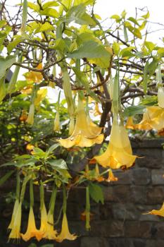Blossom yellow brugmansia named angels trumpet or Datura flower 