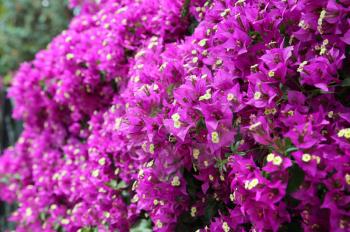Beautiful bright blooming bougainvillea branches
