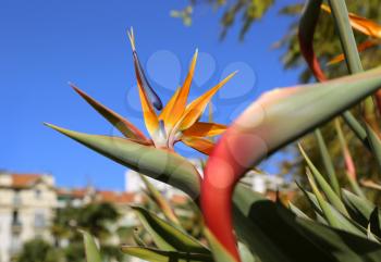 Closeup of Strelitzia Reginae flower (bird of paradise flower) against bright bly sky