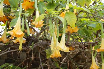 Blossom yellow brugmansia named angels trumpet or Datura flower