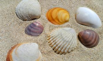 Seashells closeup on a sand beach background