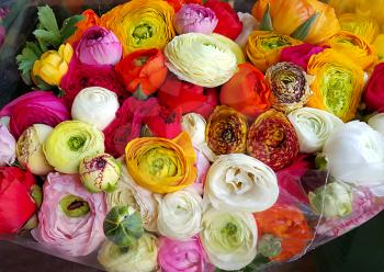 Bouquet of beautiful ranunculus colorful flowers