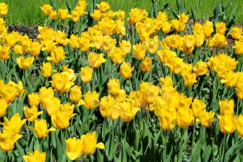 Beautiful bright yellow tulips closeup