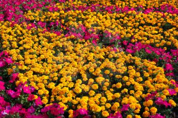 Beautiful Marigolds (Tagetes) and pink Petunia flowers natural background