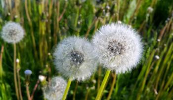 Close-up of beautiful white dandelions