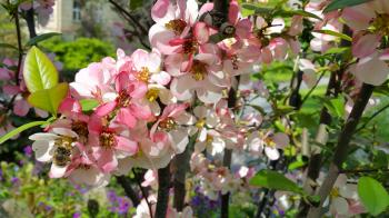 Close-up of beautiful pink flowers of spring blooming tree