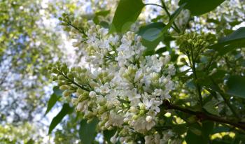 Spring branches with beautiful blossoming white lilac flowers