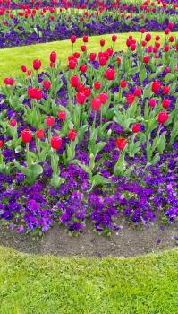 Green lawn with beautiful tulips and violets flowers