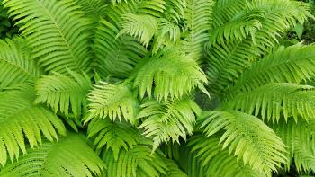 Natural background with green fresh fern branches