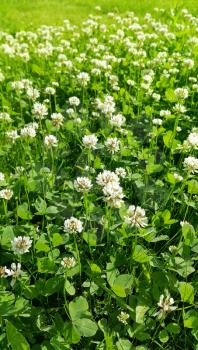 Close up of white clover on a summer meadow