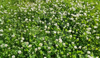 Nature background of white clover in a summer meadow