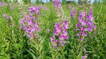 Beautiful Willow-herb flowers on summer field