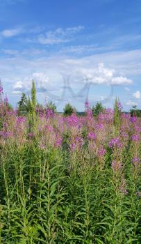 Beautiful summer field with willow-herb flowers and blue sky with clouds