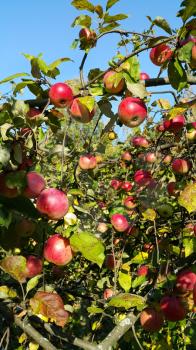 Branches of an apple-tree with ripe red apples in the sunny day