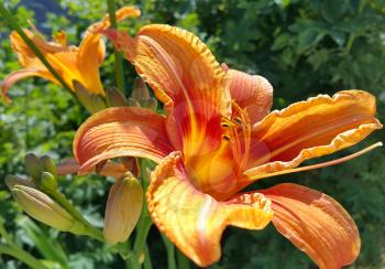 Close up of beautiful bright lily on a sunny day