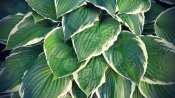 Beautiful bright green and white leaves of hosta 