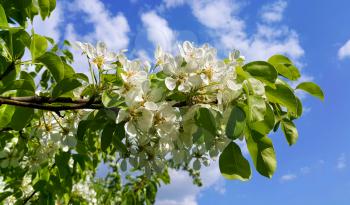 Beautiful branch of a spring fruit tree with beautiful white flowers on blue sky background