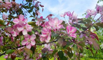 Branches of spring apple tree with beautiful pink flowers against the blue sky background