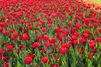 Beautiful red tulips glowing on sunlight, spring nature background