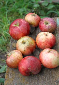 Bright ripe apples close-up outdoor