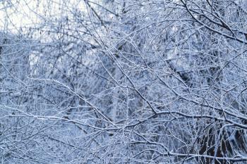 Beautiful branches of winter trees, natural seasonal background