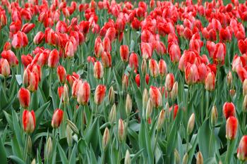 Beautiful red tulips, spring nature background