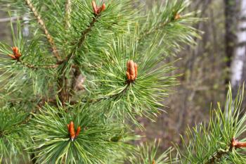 Branches of spring coniferous tree with sprouts and water drops