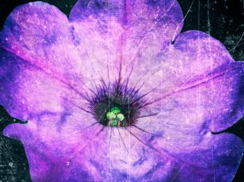 Abstract scratches old film effect background with beautiful lilac petunia flower