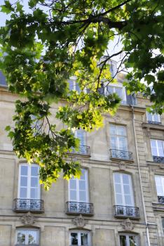 Beautiful branches of spring tree against facade of a typical old stone building with balconies in Paris, France