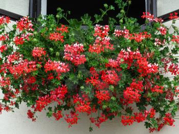 Close-up of open window decorated with beautiful bright geranium flowers                                