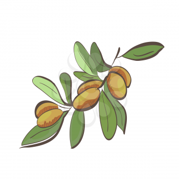 Illustration of flat argan fruits on branch isolated on white background