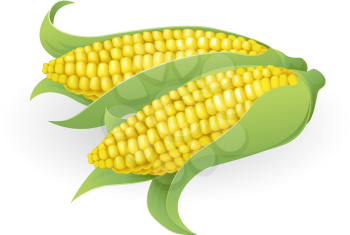 Royalty Free Clipart Image of a Sweetcorn