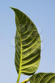 Close-up of leaves, Garden of Five Senses, Saidul Ajaib, New Delhi, India