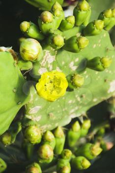 Close-up of a cactus plant, Malta