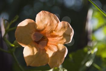 Close-up of a flower, Gurgaon, Haryana, India