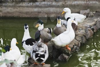 Close-up of ducks in the pond, New Delhi, India