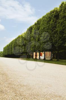Treelined along a walkway, Chateau de Versailles, Versailles, Paris, France