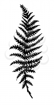 Royalty Free Clipart Image of a Fern Branch