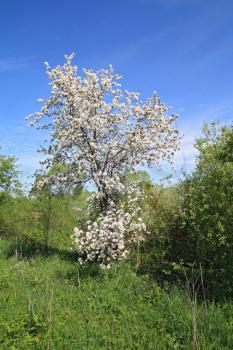 wild aple tree