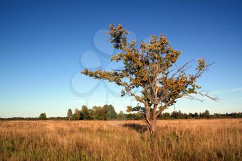 yellow oak on autumn field