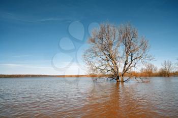 big oak amongst spring flood