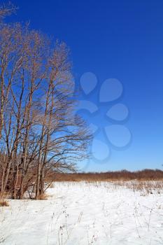 greater oaks on winter field