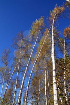 curves of the birch