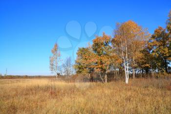 copse on autumn field