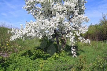 wild aple tree amongst spring herb